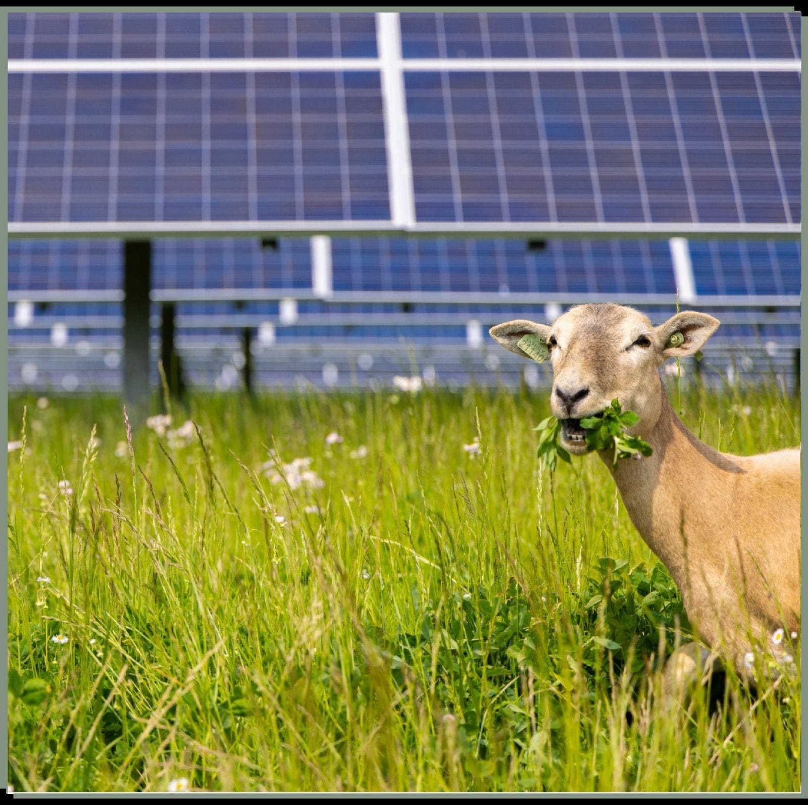 Solar panels in a green field with a sheep grazing nearby