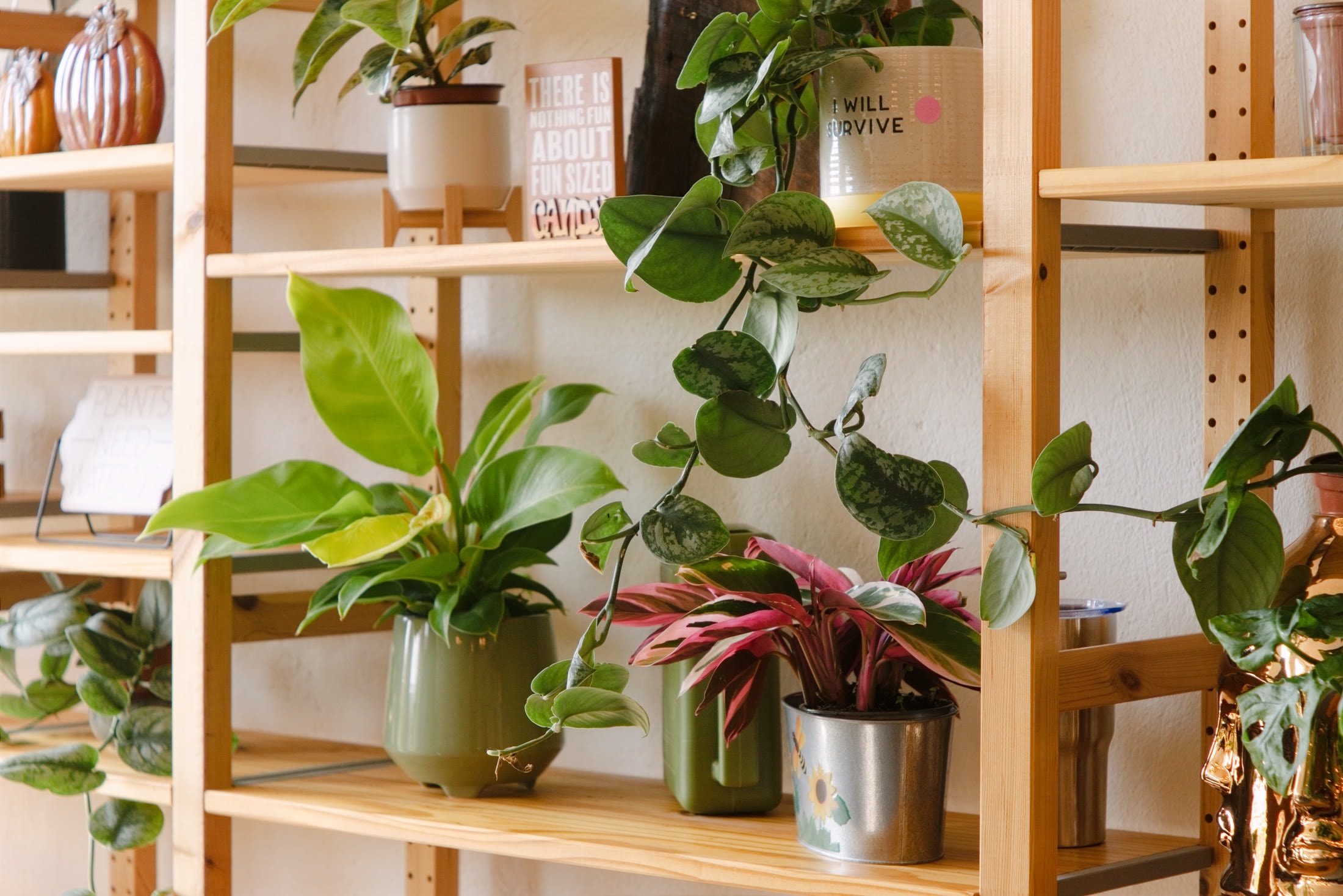 A sunlit display of houseplants arranged on wooden shelving